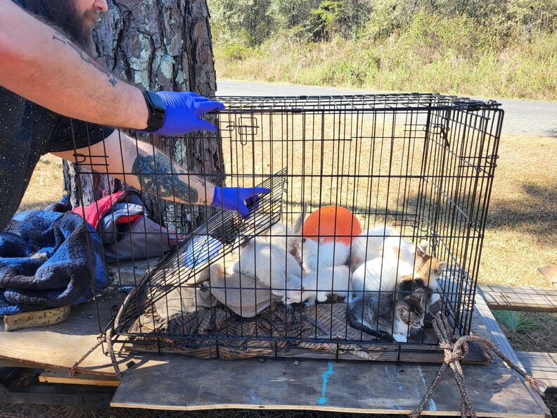 Homeowner finds abandoned trailer in her backyard and realizes it's hiding babies 5 kittens in a cage on a trailer