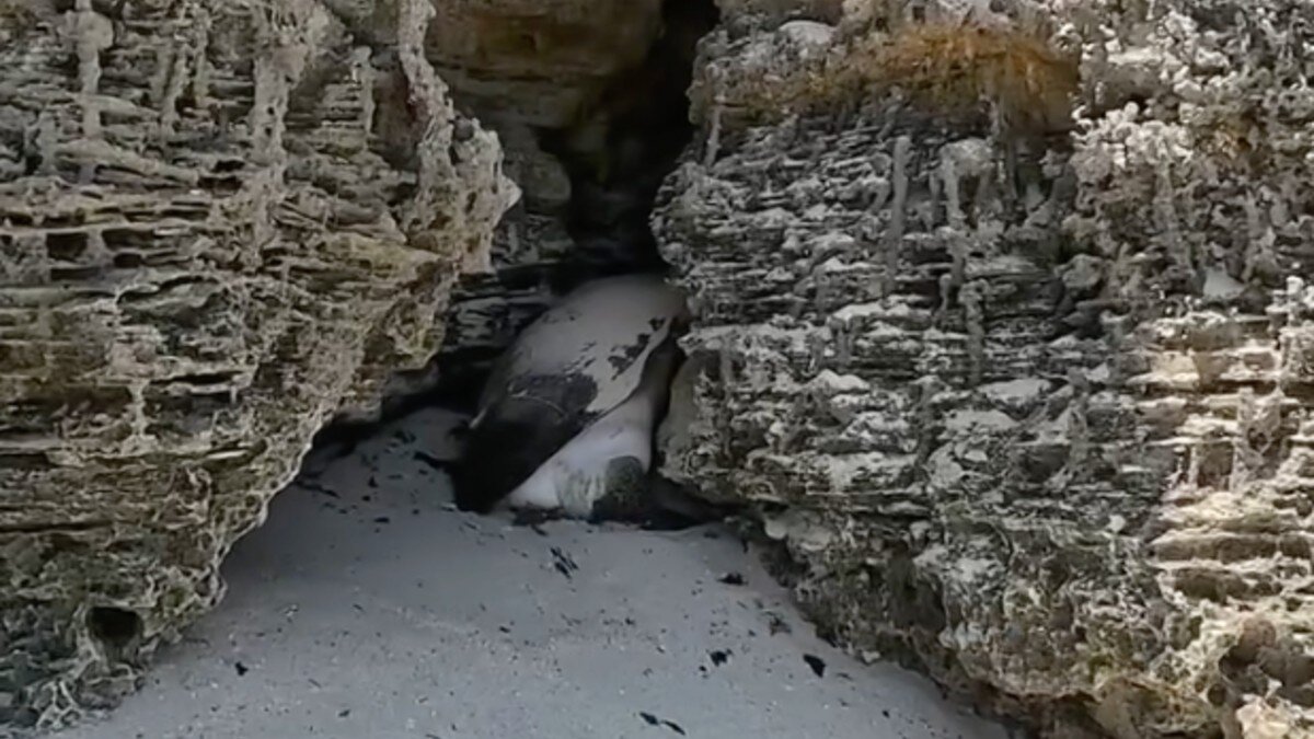 Beachgoers Find Giant Turtle Wedged Between Rocks And Realize She's ...