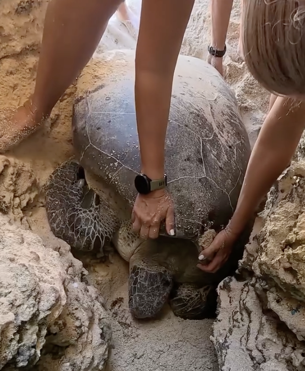Beachgoers Find Giant Turtle Wedged Between Rocks And Realize She's ...