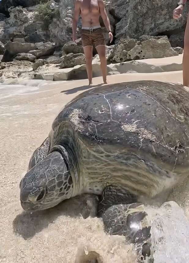 ウミガメが海に帰る瞬間