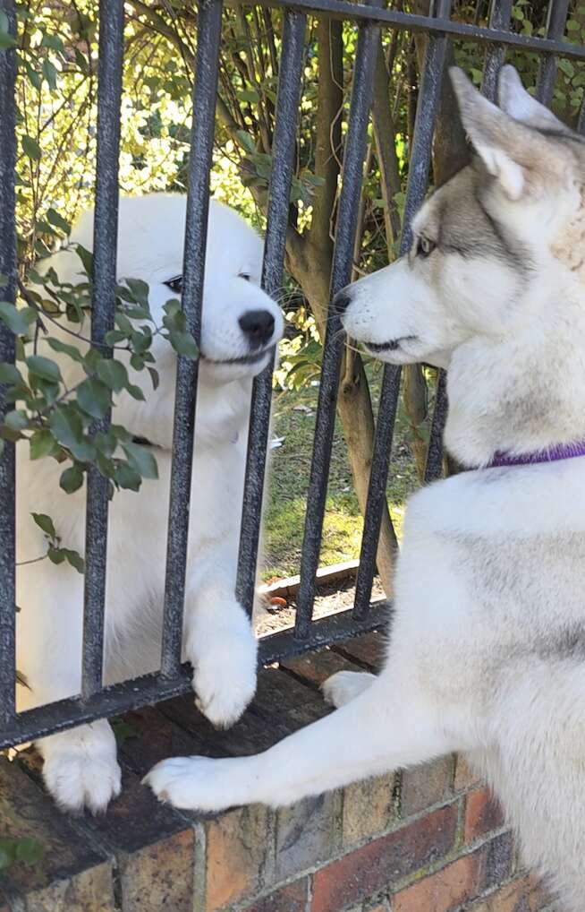 パンドラとシッシ