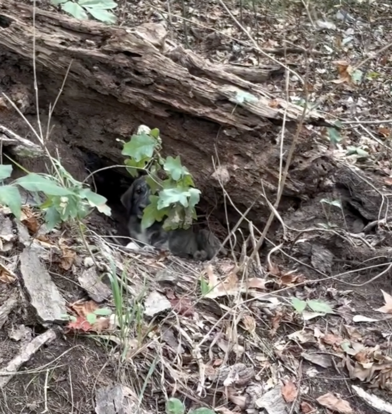 Mother And Daughter Spot 'Log'Moving In Woods — And Rescue 3 Abandoned Babies