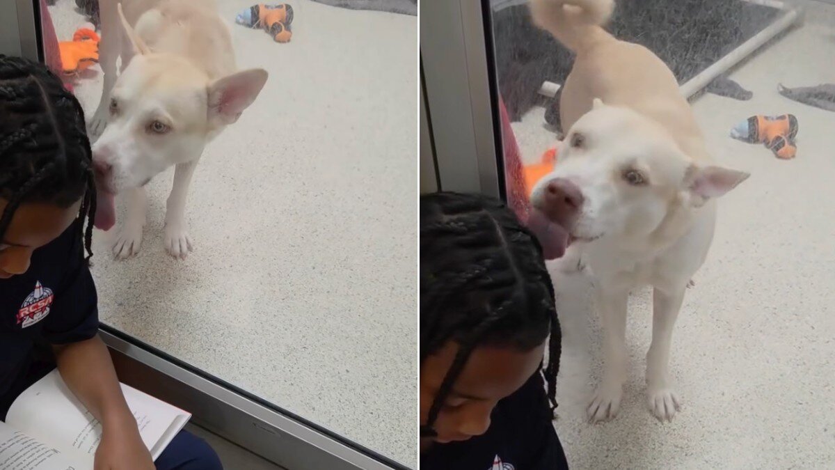 Shelter Dog Keeps Trying To Distract Kid Reading To Him With Kisses ...