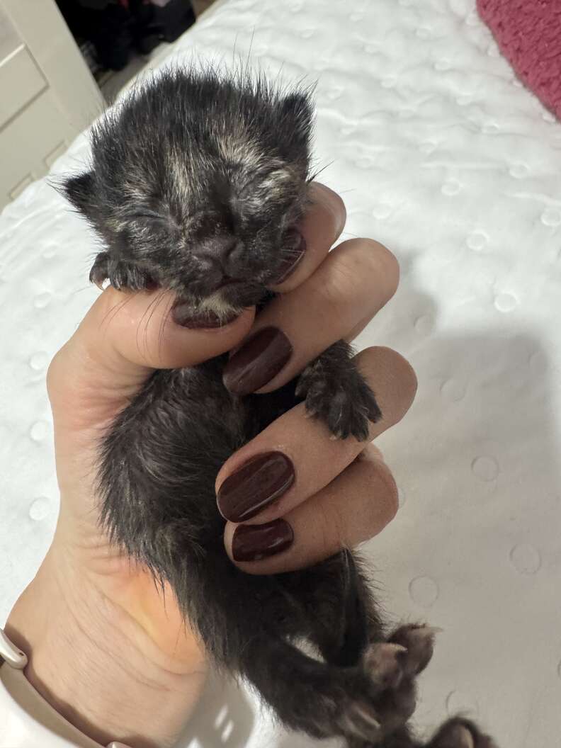 Ana Luísa Panini discovering a kitten