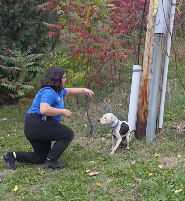 Shelter Staff Find Dog Chained To A Pole — Then Discover He's Too Weak To Walk
