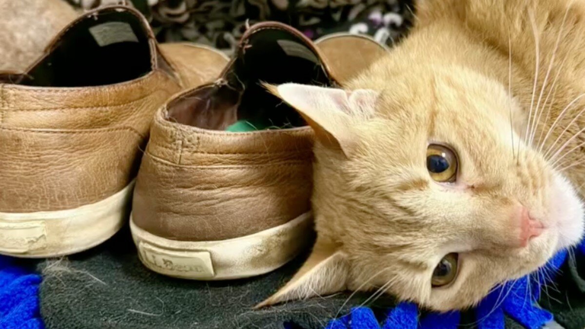 Shelter Cat Comforts Himself By Burying Face In His Old Owner's Shoes ...