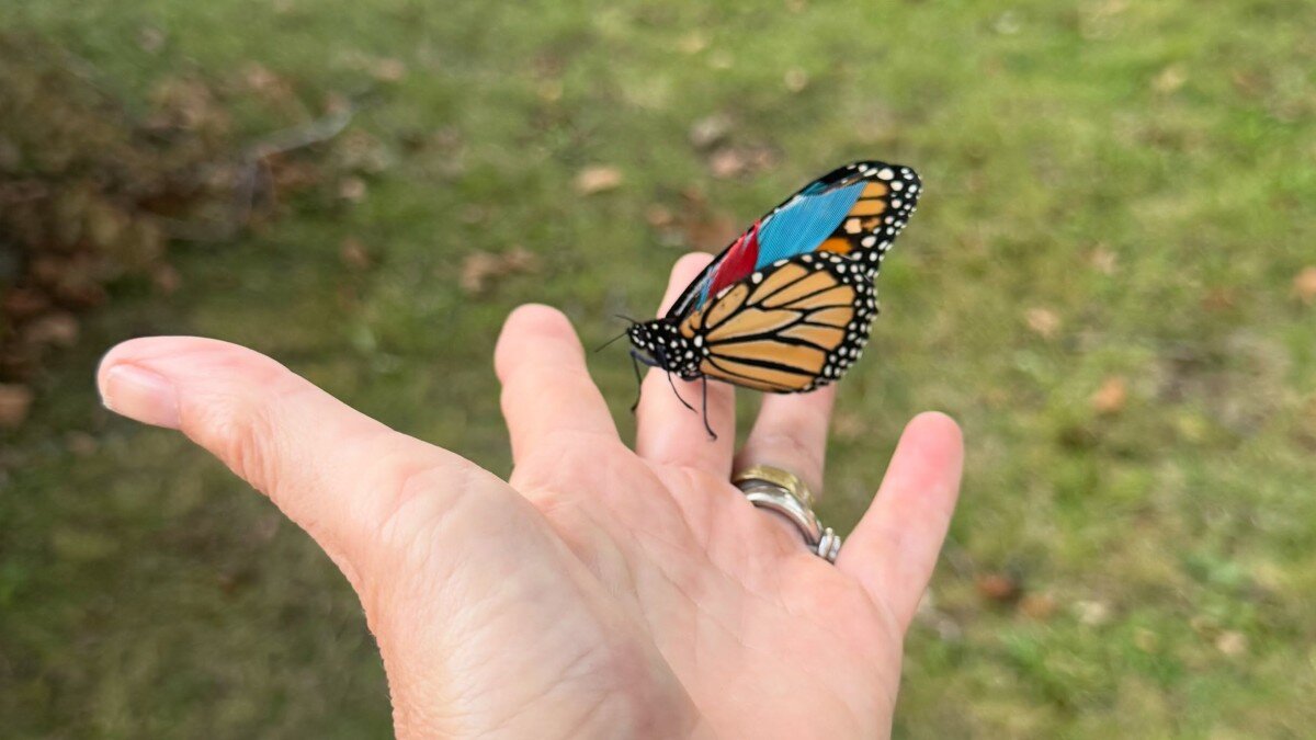A monarch butterfly with repaired, feathered wings