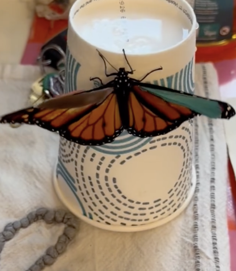 Artist Spots Butterfly Who Can’t Fly — And Reaches For Art Supplies To ...