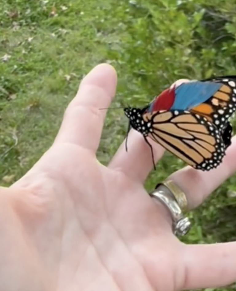 Artist Spots Butterfly Who Can’t Fly — And Reaches For Art Supplies To ...