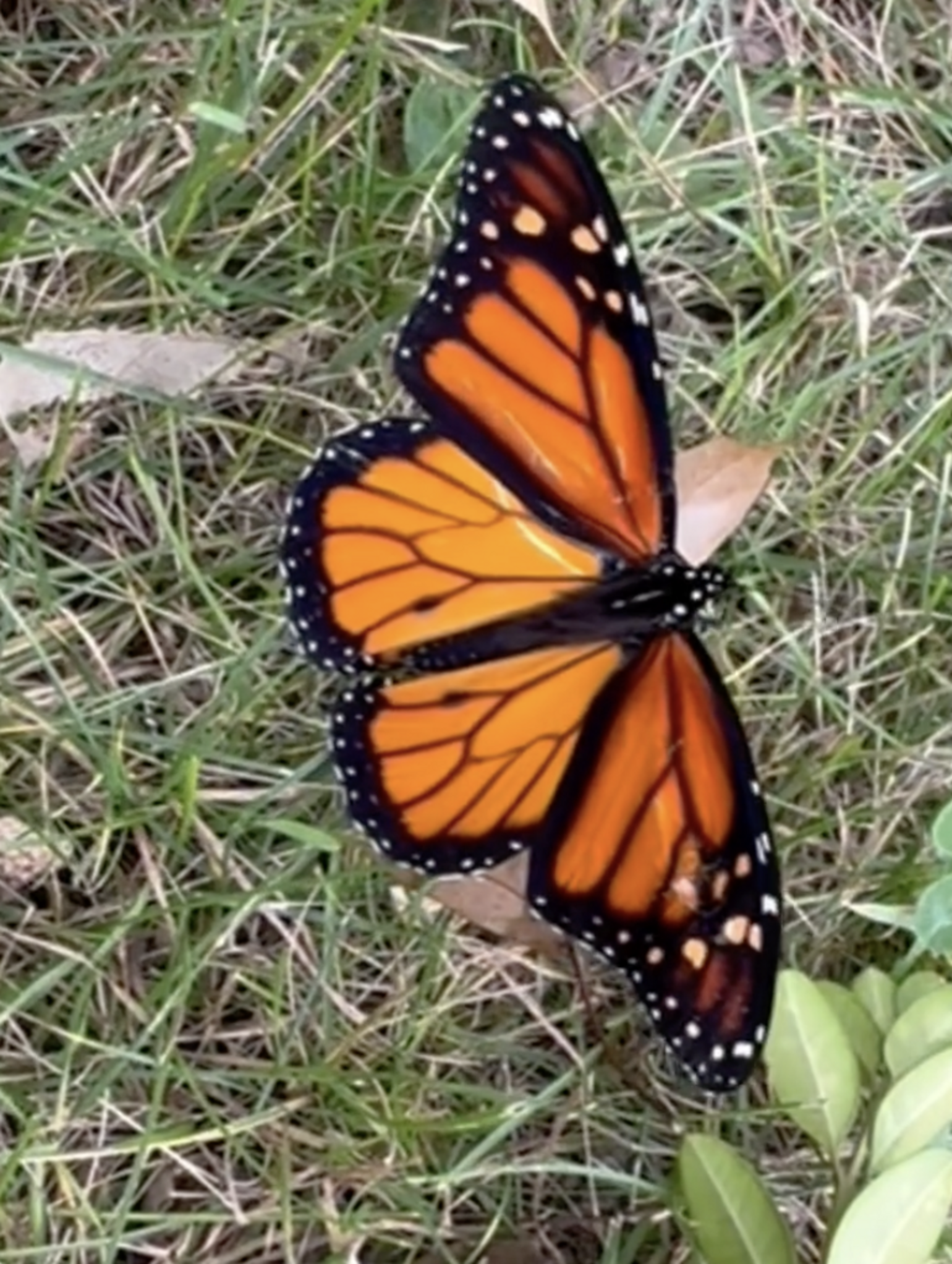 Artist Spots Butterfly Who Can’t Fly — And Reaches For Art Supplies To ...