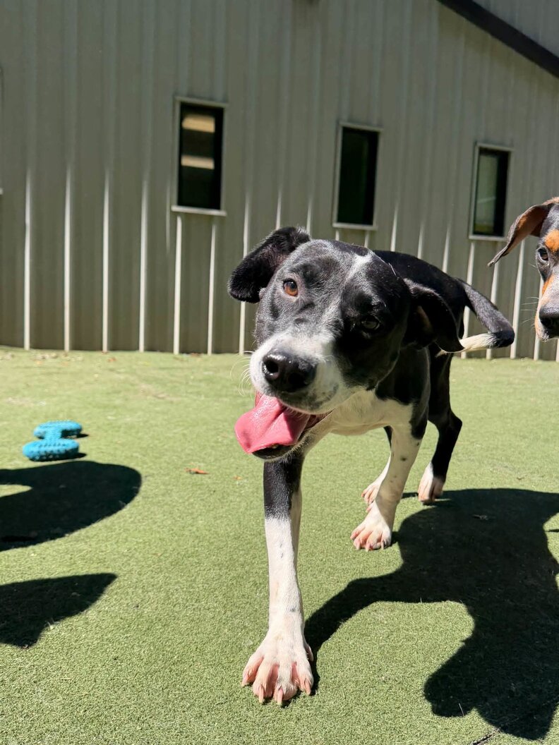 Virginia Bride Cancels $2,000 Wedding Dress Order To Help A Shelter Dog Get Surgery