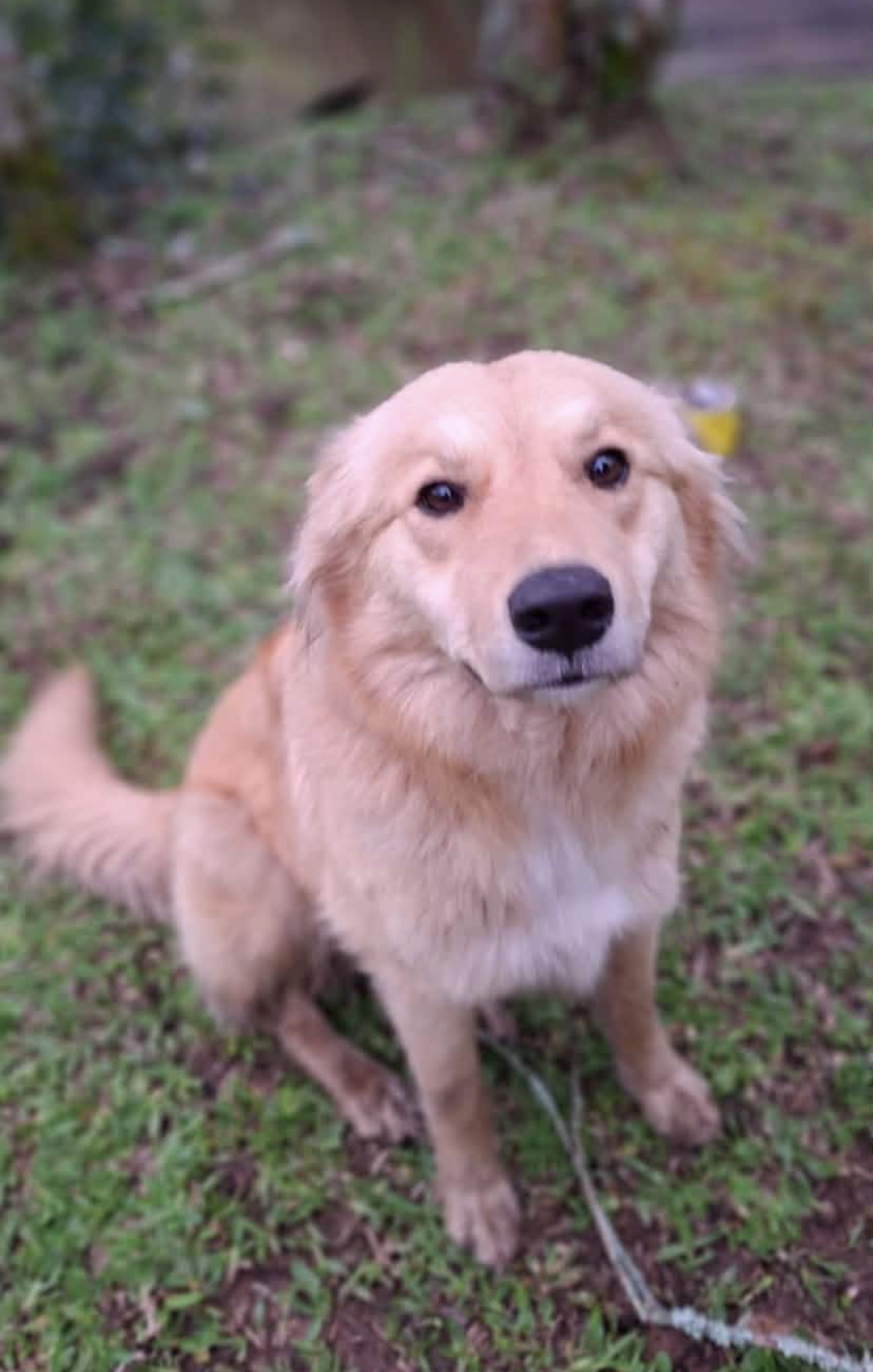 Mystery Dog Crashes Proposal Video, Then Lands An Invite To Their ...
