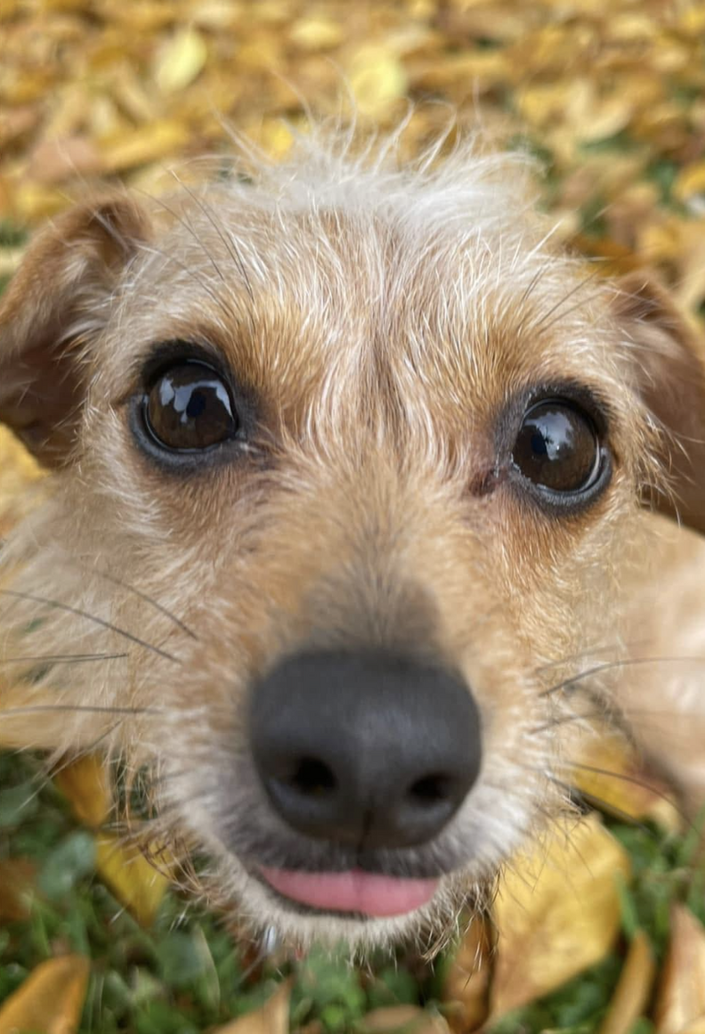Ohio Vet Discovers Dog’s 'Inoperable Tumor'Is Actually A Whole Potato