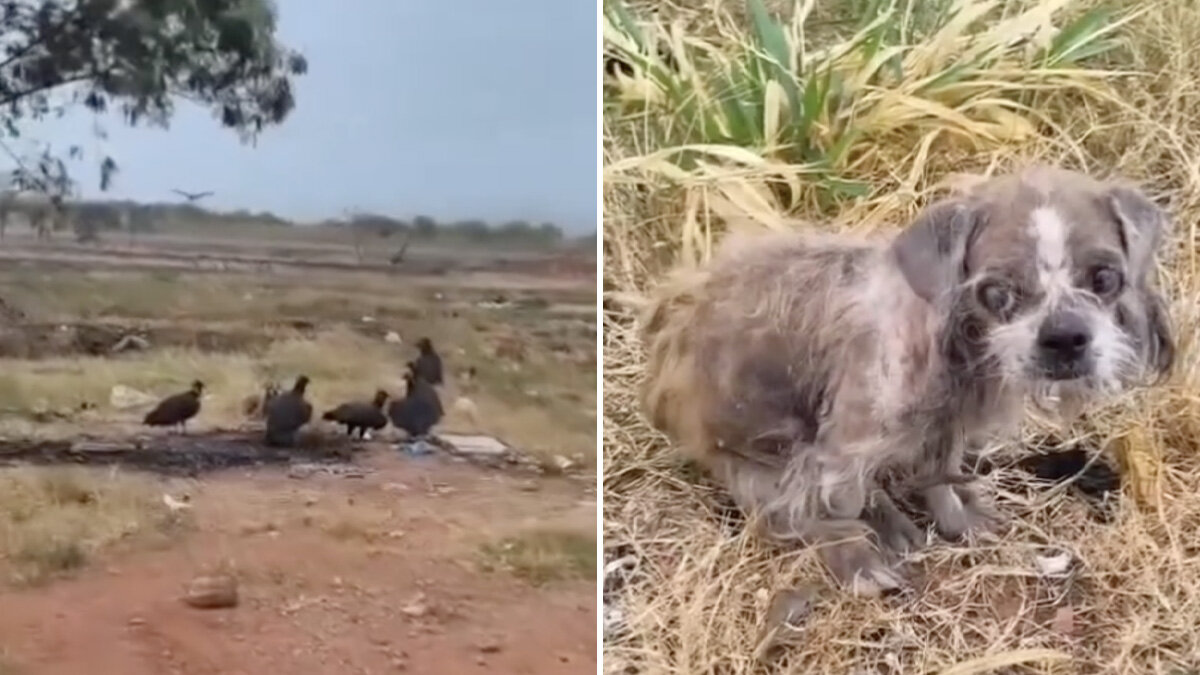 Frail Dog Surrounded By Vultures Has No Idea Her Life Is About To Change