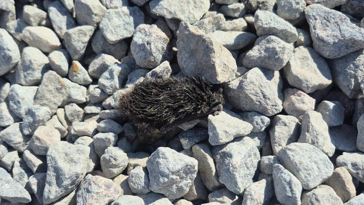 Surveyor Worker Spots A Sand-Covered Fluff Ball — Then Realizes He’s Breathing