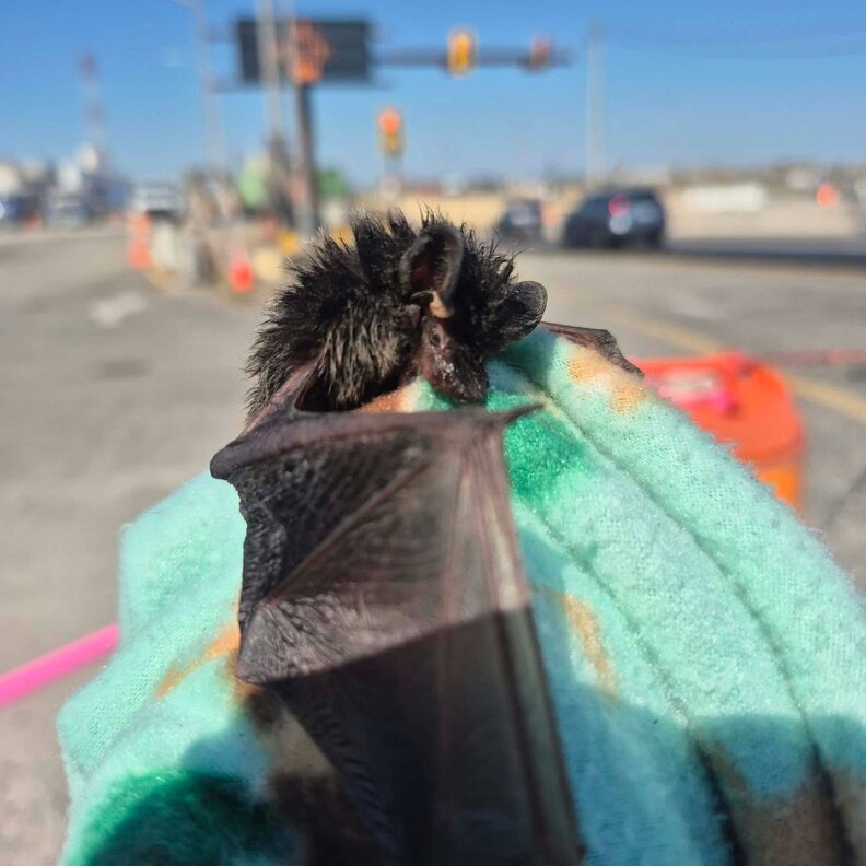 Surveyor Worker Spots A Sand-Covered Fluff Ball — Then Realizes He’s ...