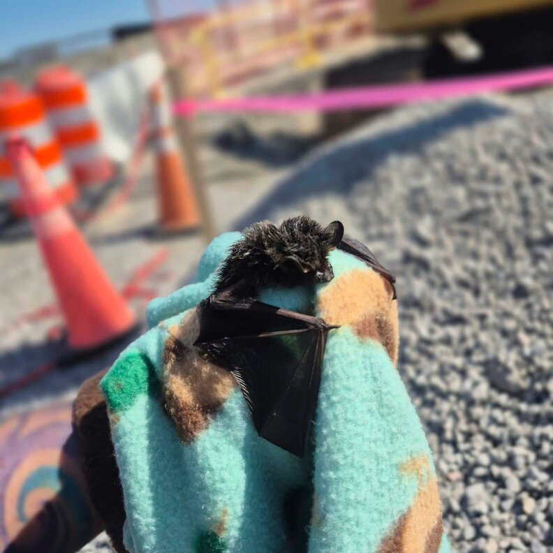 状態の悪いコウモリ