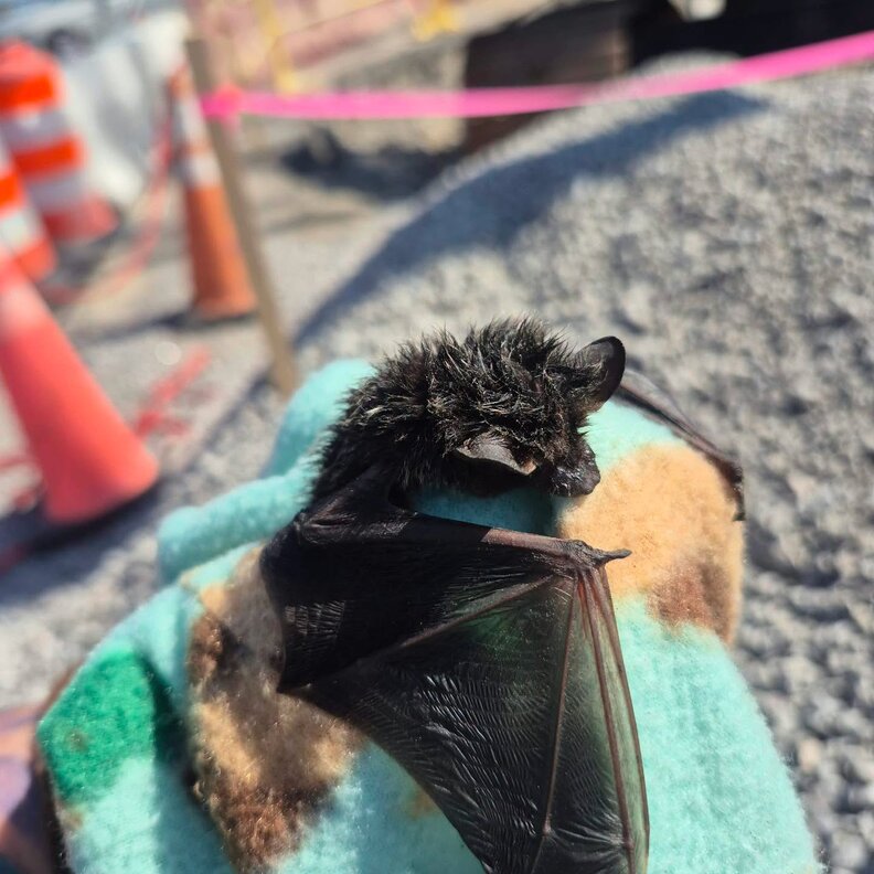 リハビリ中のコウモリ