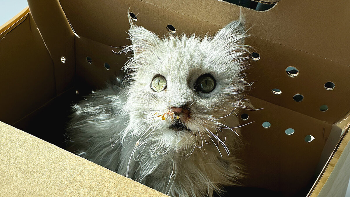 Woman Opens Mystery Box And Finds A Cat Who Needs Help - Videos - The Dodo