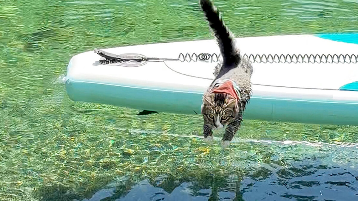 Tiny Cat Loves Swimming Just As Much As Exploring The World - Videos ...