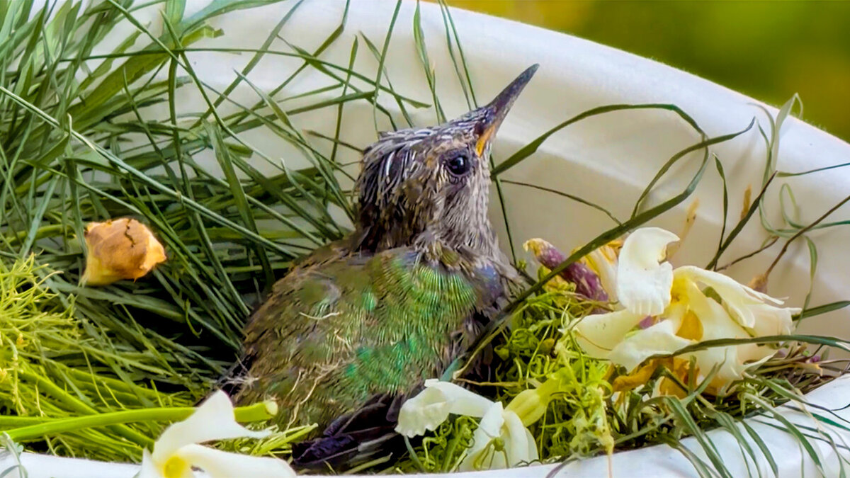 Man Drops Everything For Baby Hummingbird In His Mini Railroad - Videos ...