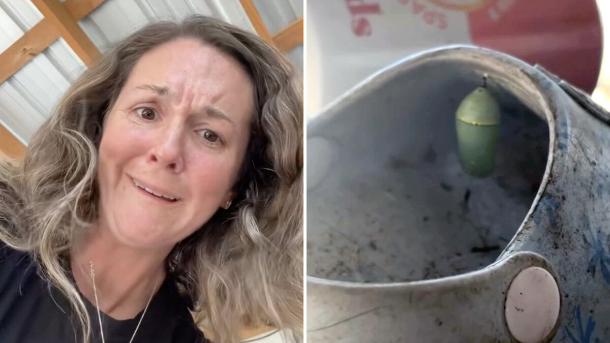 Family Keeps Finding Monarch Chrysalises In The Most Unexpected Spots