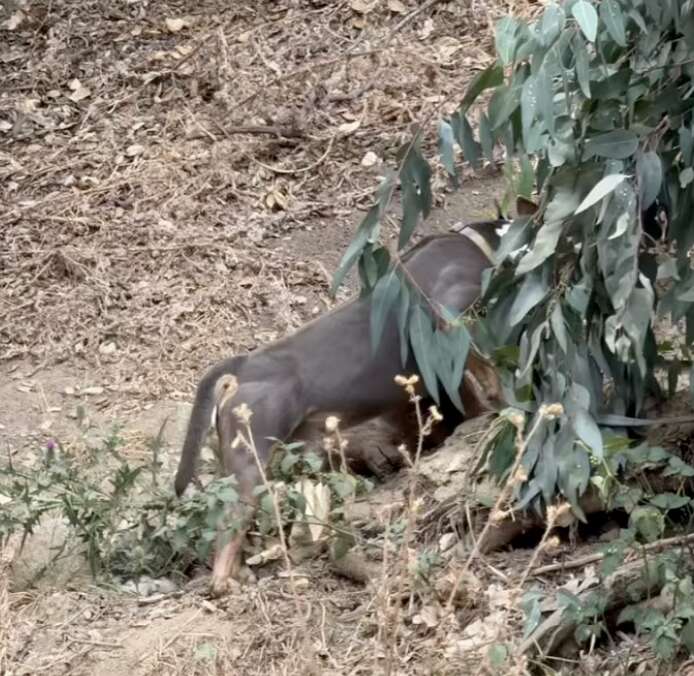 発見された犬