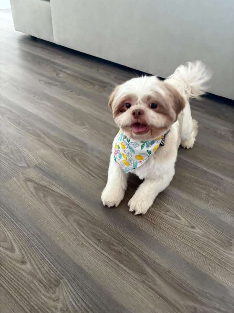 Happy Furby