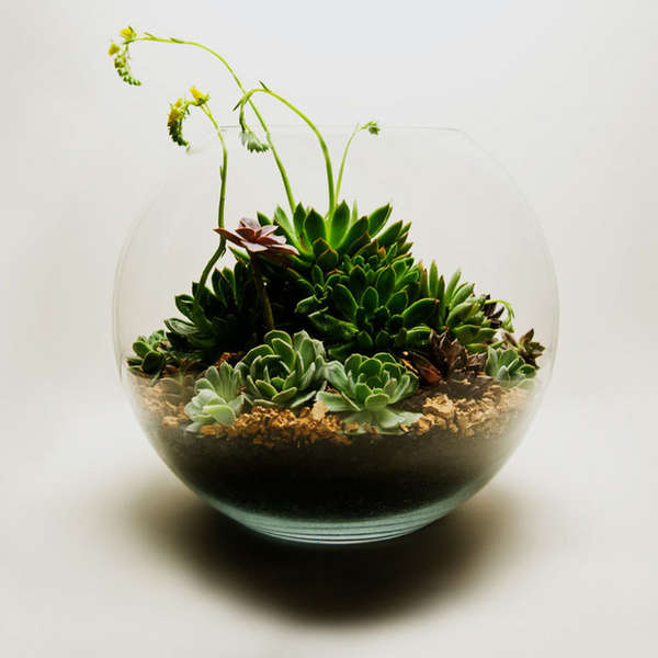 Mini Terrariums - Mini Gardens Set Inside Fishbowl-Like Glass Holders ...