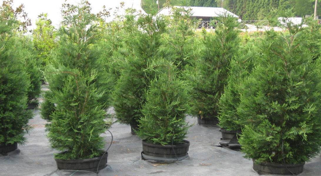 Tree Elves - Own - Thrillist Atlanta