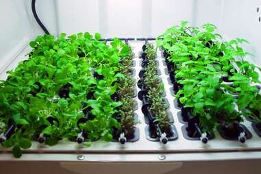 Urban Cultivator Home - Own - Thrillist Nation