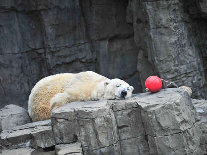 A polar bear sleeping