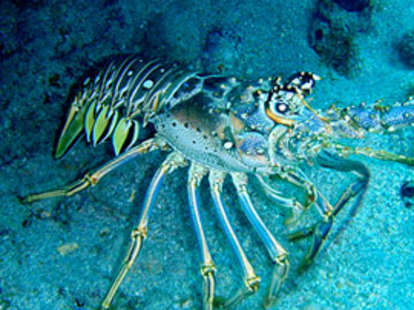 Lobster Snorkeling: A Other in Key Largo, FL - Thrillist