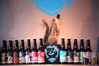 Even squirrels love BrewDog's collection of brews