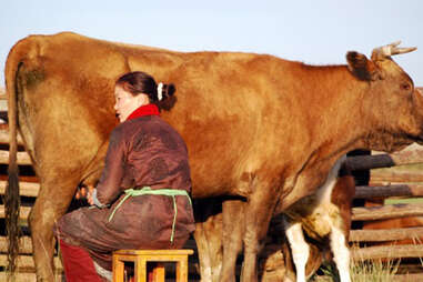 Mongolian woman milking a cow
