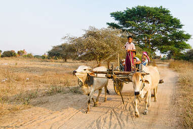 Boy driving an ox cart