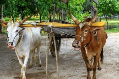 An ox cart