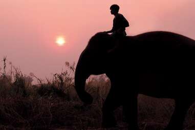 Man riding an elephant at sunset