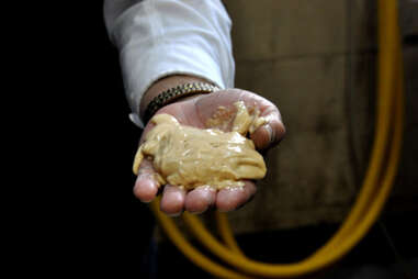 Yeast from a beer fermenter at Alltech Distilling