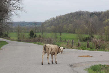 Cows blocking the road outside Loretto, KY.