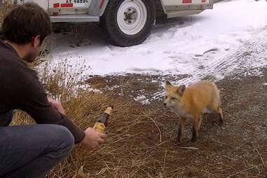 Shiner Bock Fox