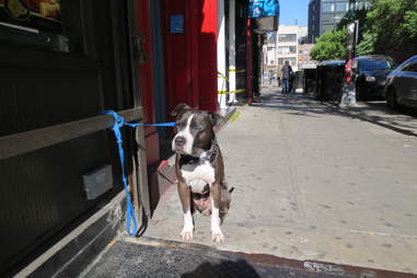 Sleepy dog in Nolita
