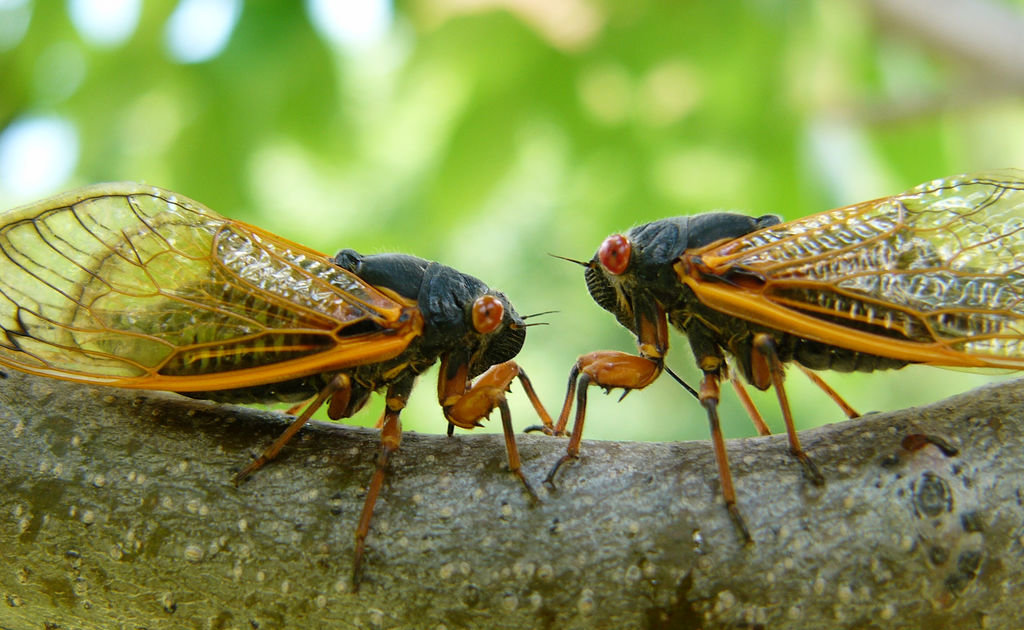 Cicadas' 17Year Hibernation How to Catch, Kill, and Cook Cicadas
