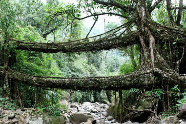 Living Bridges of Cherrapunji, India