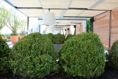 Shrubbery on the Revere Hotel roofdeck