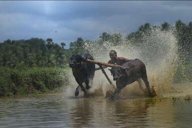 Bull surfing in Karala, India