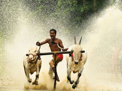 Bull surfing in Karala, India