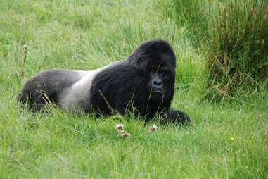 A Rwandan gorilla