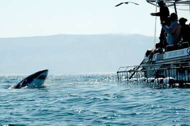 Cage diving with sharks off the coast of South Africa