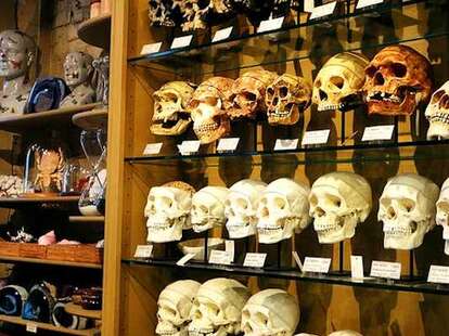 Skulls at The Evolution Store